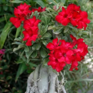 Red Desert Rose Plant Live - Small 4 Inch Flowering Tree Outdoor