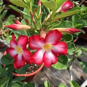 Red Desert Rose Plant Live - Small 4 Inch Flowering Tree Outdoor