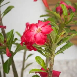 Red Desert Rose Plant Live - Small 4 Inch Flowering Tree Outdoor