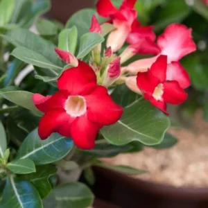 Red Desert Rose Plant Live - Small 4 Inch Flowering Tree Outdoor