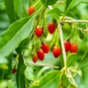 Red Goji Berry Plant Live - Outdoor Goji Berry Tree - 6-9 Inches Tall