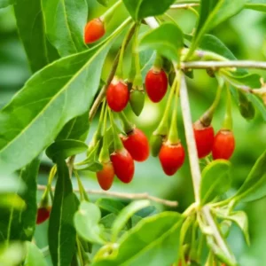Red Goji Berry Plant Live - Outdoor Goji Berry Tree - 6-9 Inches Tall