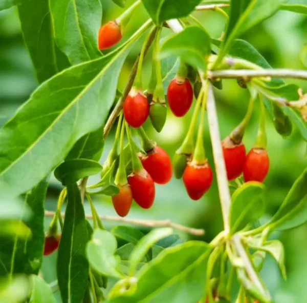Red Goji Berry Plant Live - Outdoor Goji Berry Tree - 6-9 Inches Tall