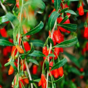 Red Goji Berry Plant Live - Outdoor Goji Berry Tree - 6-9 Inches Tall