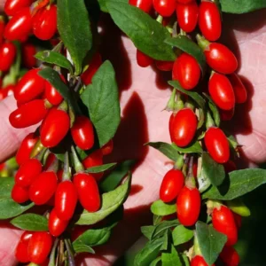 Red Goji Berry Plant Live - Outdoor Goji Berry Tree - 6-9 Inches Tall