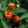Red Lantana Plants Live - 2 Pack - 5-7 Inches Tall - Outdoor Perennial Flower