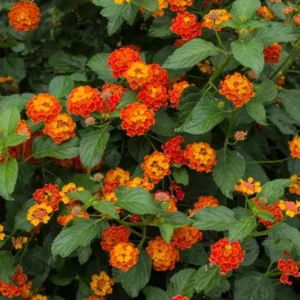 Red Lantana Plants Live - 2 Pack - 5-7 Inches Tall - Outdoor Perennial Flower