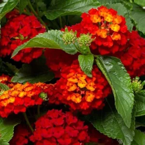 Red Lantana Plants Live - 2 Pack - 5-7 Inches Tall - Outdoor Perennial Flower