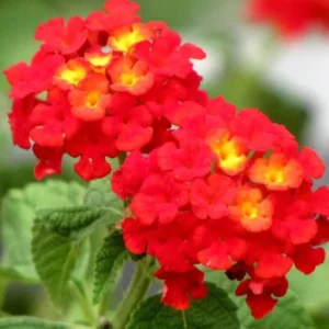 Red Lantana Plants Live - 2 Pack - 5-7 Inches Tall - Outdoor Perennial Flower