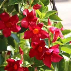 Red Mandevilla Vine Plant - 2 Live Plants 4-7 Inch Tall - Flowering Vine