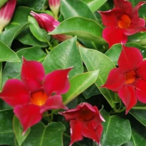 Red Mandevilla Vine Plant - 2 Live Plants 4-7 Inch Tall - Flowering Vine