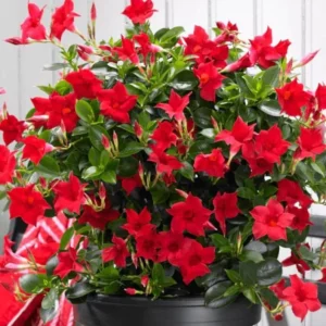 Red Mandevilla Vine Plant - 2 Live Plants 4-7 Inch Tall - Flowering Vine