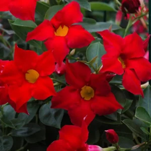 Red Mandevilla Vine Plant - 2 Live Plants 4-7 Inch Tall - Flowering Vine