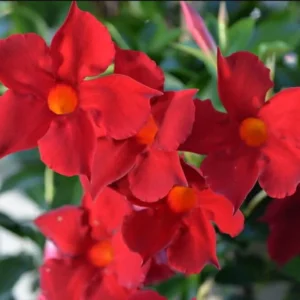 Red Mandevilla Vine Plant - 2 Live Plants 4-7 Inch Tall - Flowering Vine