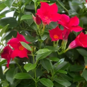 Red Mandevilla Vine Plant - 2 Live Plants 4-7 Inch Tall - Flowering Vine