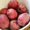 Red Potato Seed Tubers - 8 Small Red Potatoes for Planting