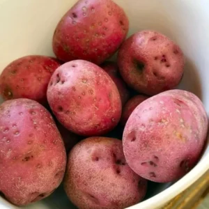Red Potato Seed Tubers - 8 Small Red Potatoes for Planting