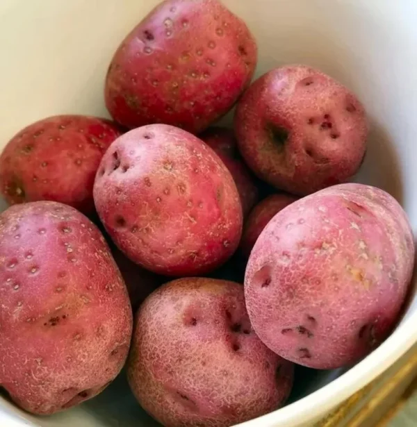 Red Potato Seed Tubers - 8 Small Red Potatoes for Planting