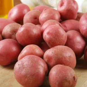 Red Potato Seed Tubers - 8 Small Red Potatoes for Planting