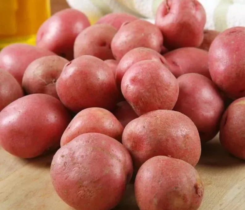 Red Potato Seed Tubers - 8 Small Red Potatoes for Planting