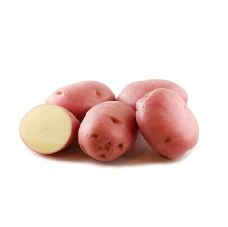 Red Potato Seed Tubers - 8 Small Red Potatoes for Planting