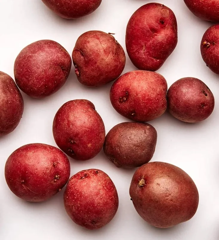 Red Potato Seed Tubers - 8 Small Red Potatoes for Planting