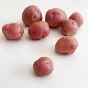 Red Potato Seed Tubers - 8 Small Red Potatoes for Planting