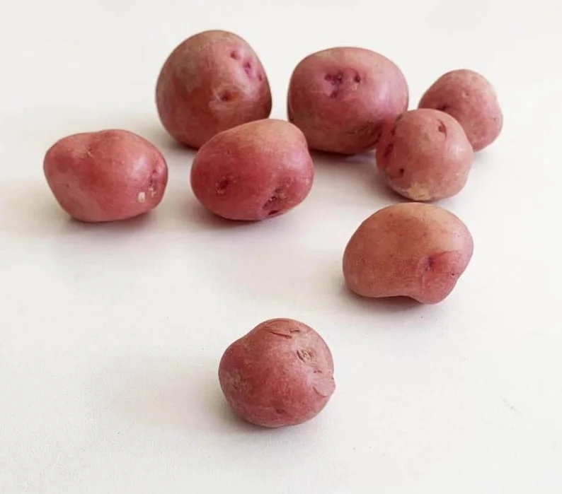 Red Potato Seed Tubers - 8 Small Red Potatoes for Planting