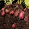 Red Potatoes Seed Potatoes - 2 Lbs Whole Tubers for Planting