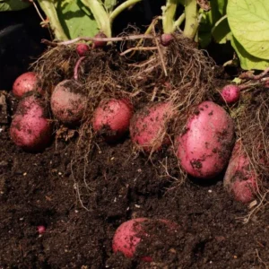 Red Potatoes Seed Potatoes - 2 Lbs Whole Tubers for Planting