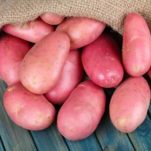 Red Potatoes Seed Potatoes - 2 Lbs Whole Tubers for Planting