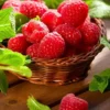 Red Raspberry Plants Live Set of 2 - Sweet Raspberry Fruit Seedlings