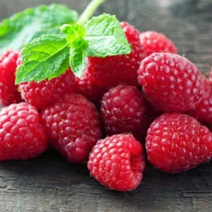 Red Raspberry Plants Live Set of 2 - Sweet Raspberry Fruit Seedlings