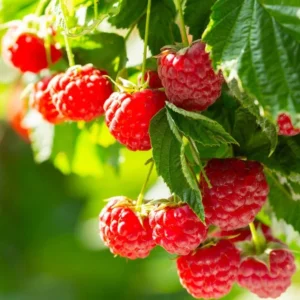 Red Raspberry Plants Live Set of 2 - Sweet Raspberry Fruit Seedlings