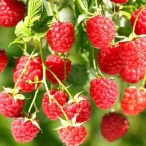 Red Raspberry Plants Live Set of 2 - Sweet Raspberry Fruit Seedlings