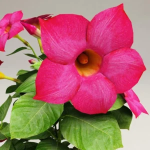 Red Riding Hood Mandevilla Plants Live Vine Well Rooted Flowers 4-7