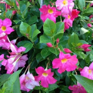 Red Riding Hood Mandevilla Plants Live Vine Well Rooted Flowers 4-7