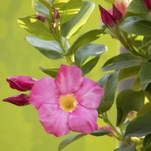 Red Riding Hood Mandevilla Plants Live Vine Well Rooted Flowers 4-7