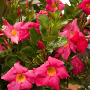 Red Riding Hood Mandevilla Plants Live Vine Well Rooted Flowers 4-7