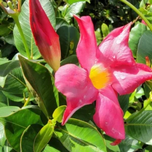 Red Riding Hood Mandevilla Plants Live Vine Well Rooted Flowers 4-7