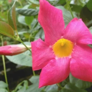 Red Riding Hood Mandevilla Plants Live Vine Well Rooted Flowers 4-7
