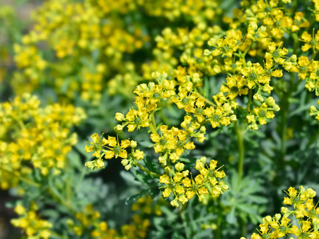 Rue flowers