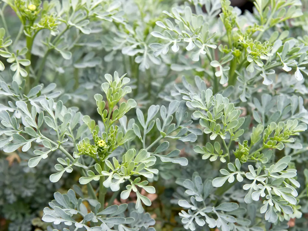 Rue plants