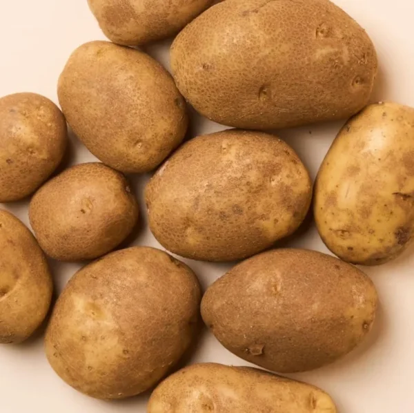 Russet Potatoes Seed Potatoes - 2 Lbs Brown Whole Tubers