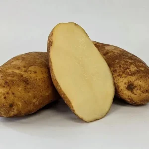 Russet Potatoes Seed Potatoes - 2 Lbs Brown Whole Tubers