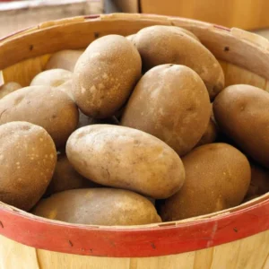 Russet Potatoes Seed Potatoes - 2 Lbs Brown Whole Tubers