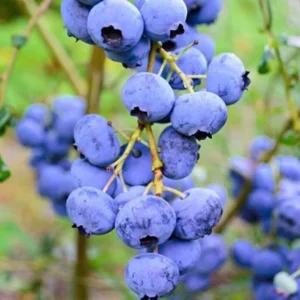 Elliott Blueberry Bush - Live Plant - Fruit Tree - 5-9 Inch Height