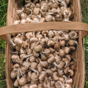 Saffron Crocus Bulbs - 10 Large Crocus Sativus Bulbs 9/10cm - Fall Planting