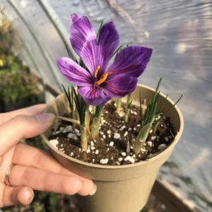 Saffron Crocus Bulbs - 100 Large Crocus Sativus Bulbs 9/10cm