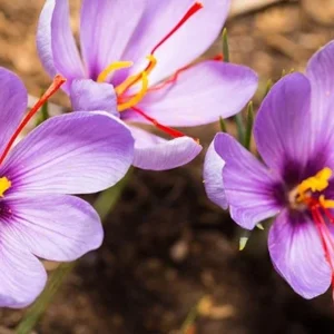 Saffron Crocus Bulbs - 100 Large Crocus Sativus Bulbs 9/10cm